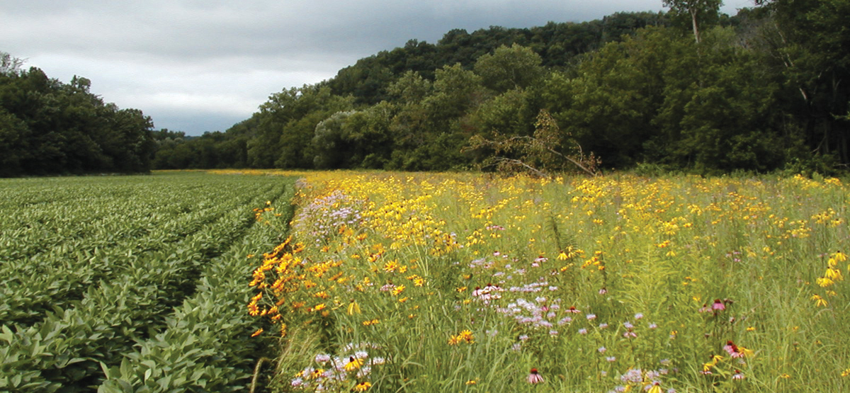 Prairie Buffer